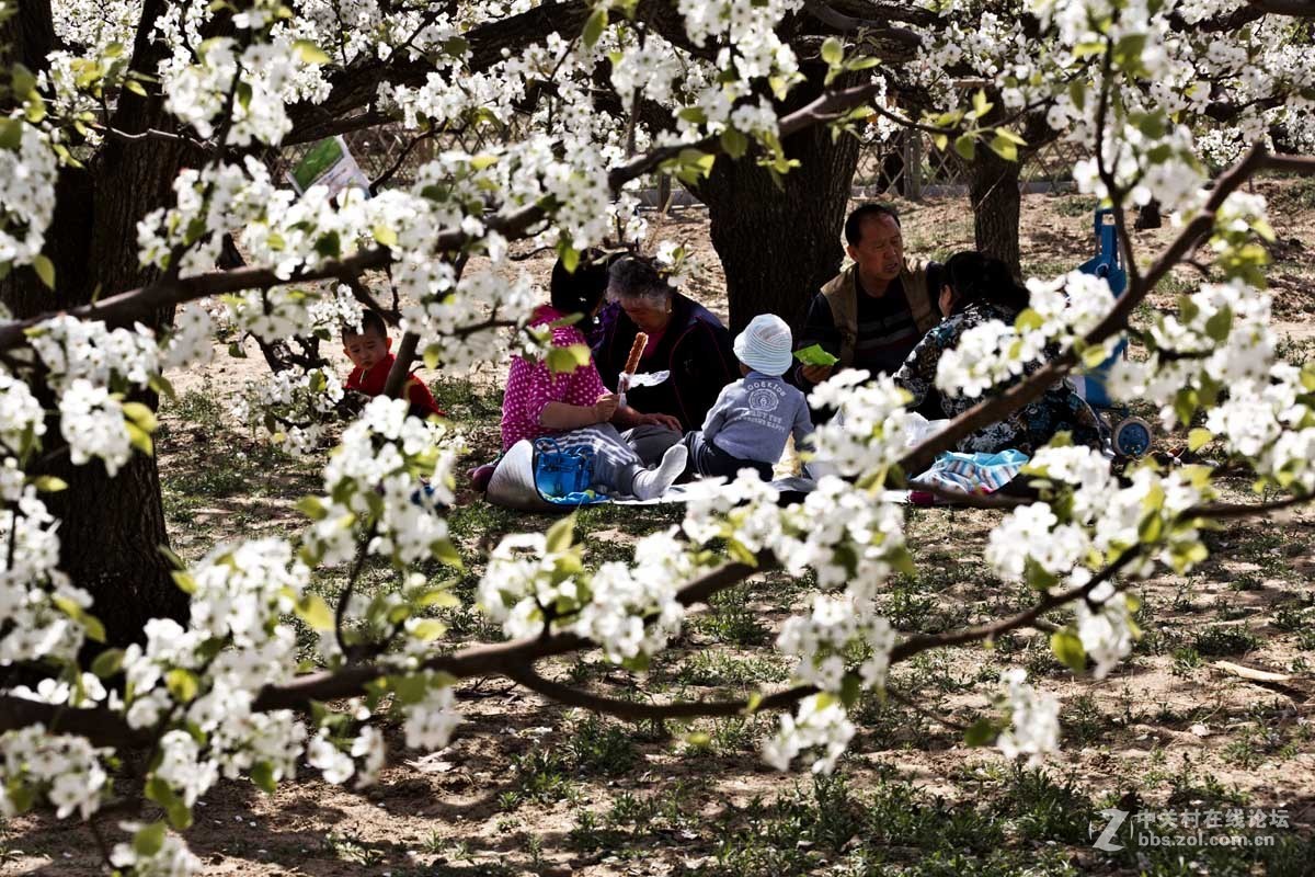 #ZOL月赛-四月物语#—又见梨花开
