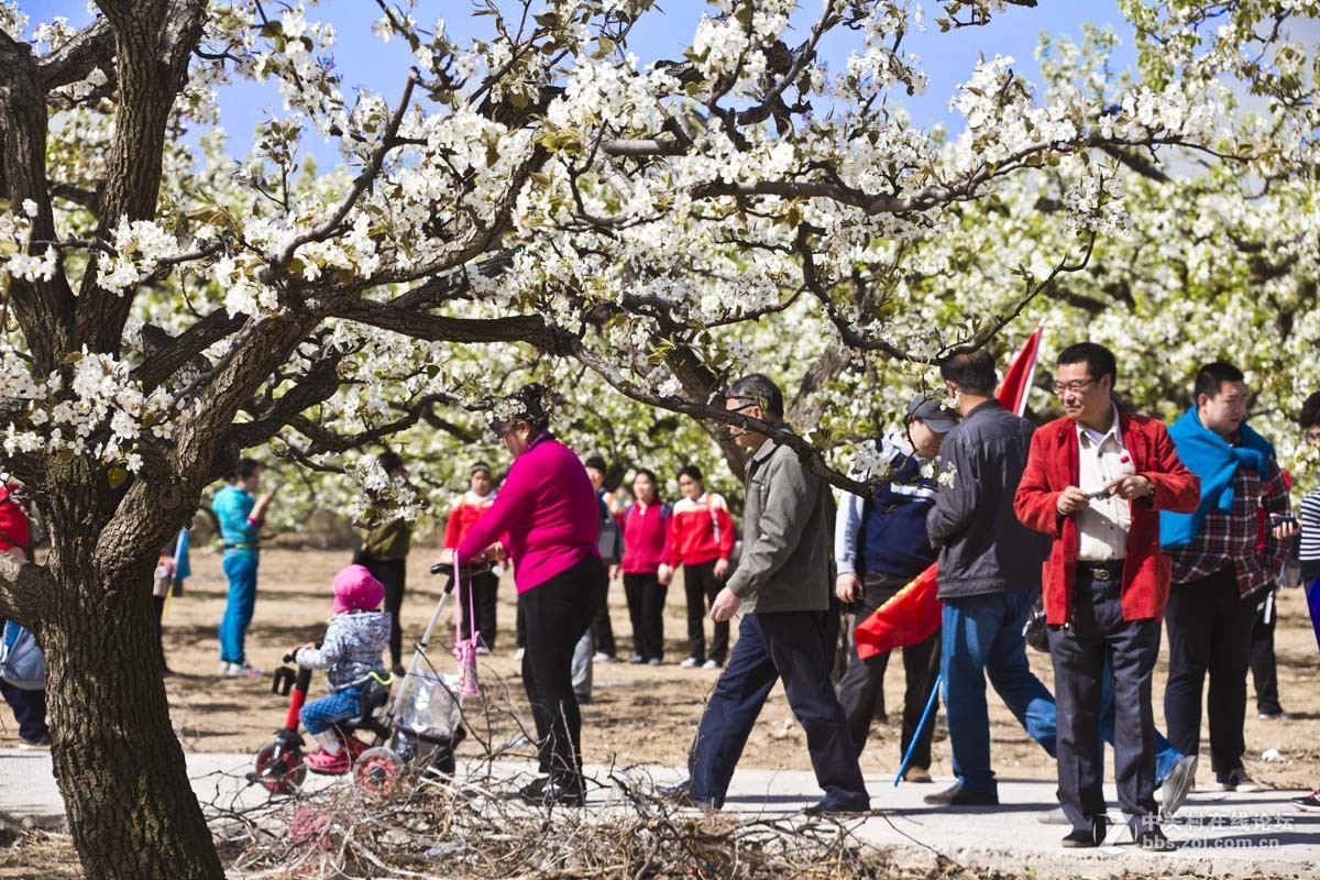#ZOL月赛-四月物语#—又见梨花开