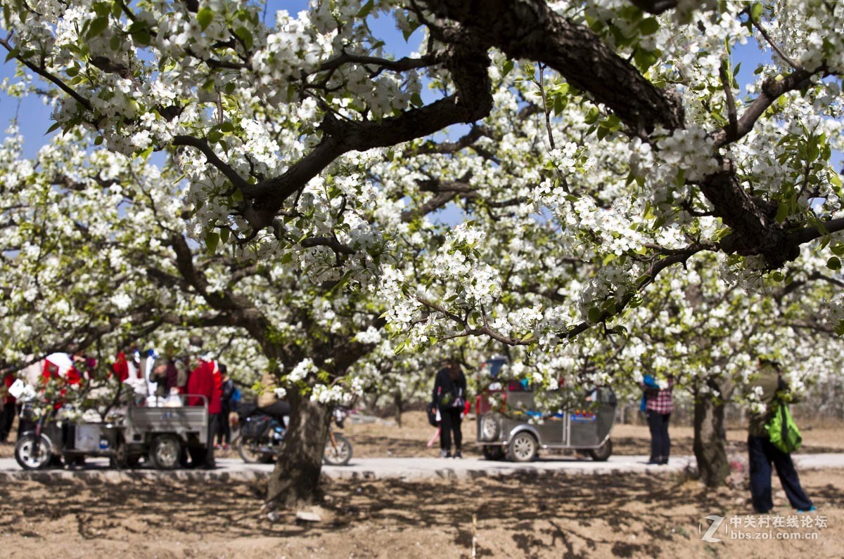 #ZOL月赛-四月物语#—又见梨花开