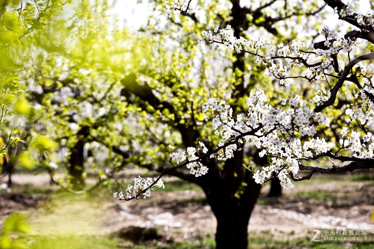 #ZOL月赛-四月物语#—又见梨花开