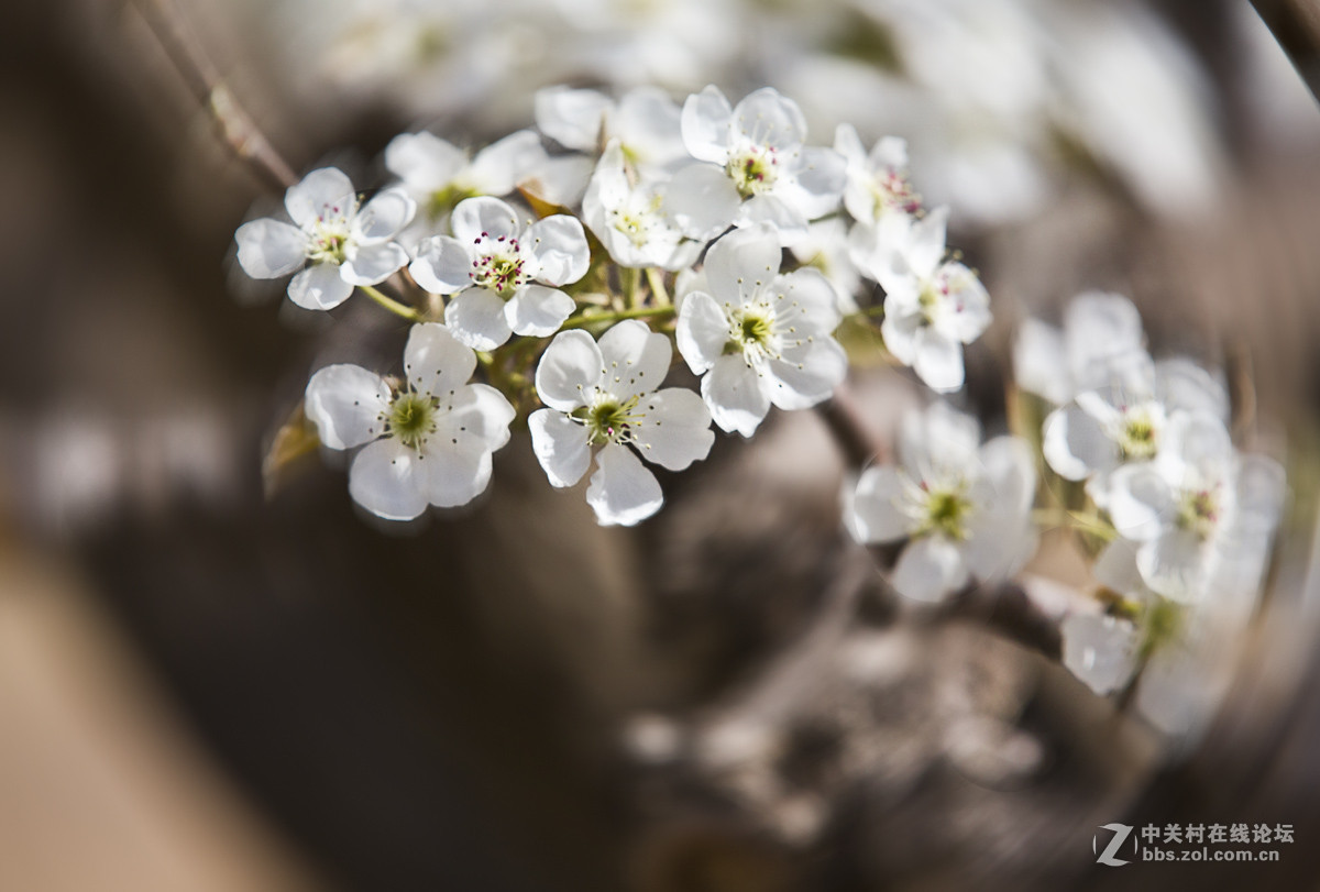 #ZOL月赛-四月物语#—又见梨花开