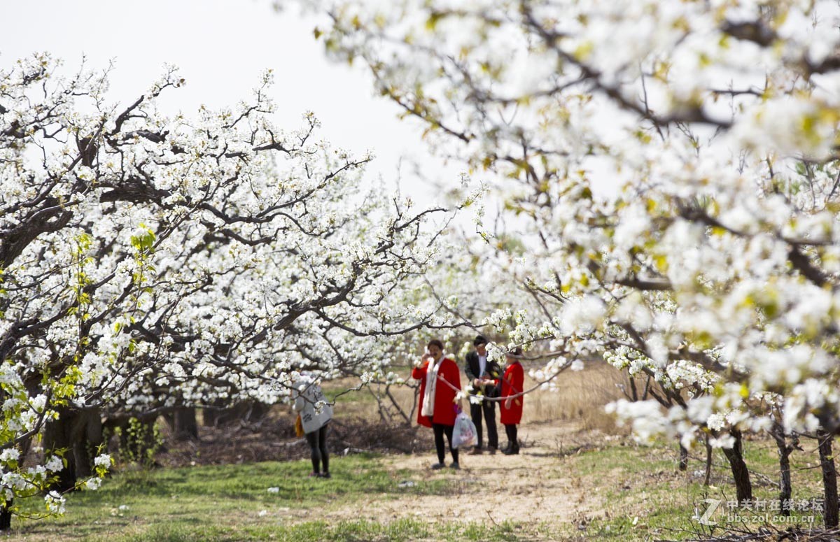 #ZOL月赛-四月物语#—又见梨花开