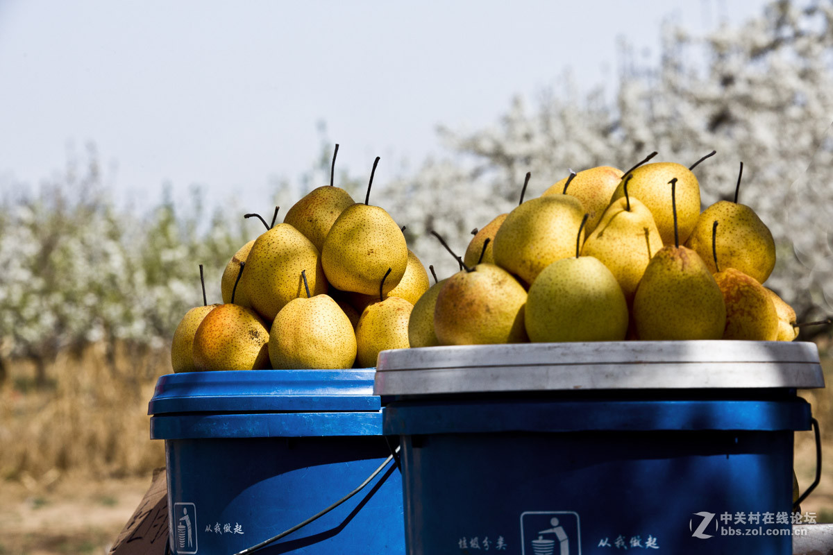 #ZOL月赛-四月物语#—又见梨花开