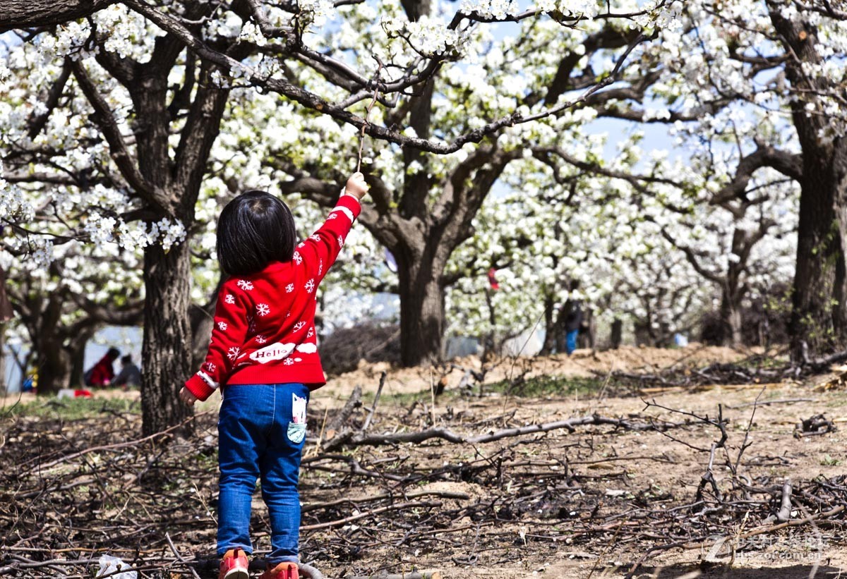 #ZOL月赛-四月物语#—又见梨花开