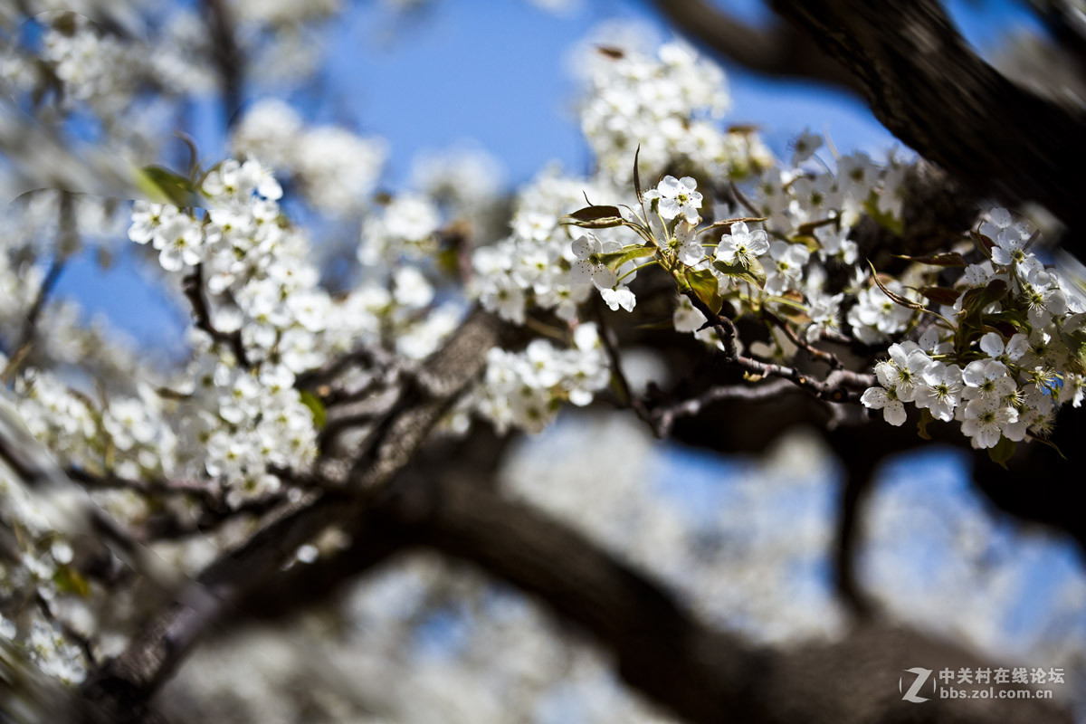 #ZOL月赛-四月物语#—又见梨花开