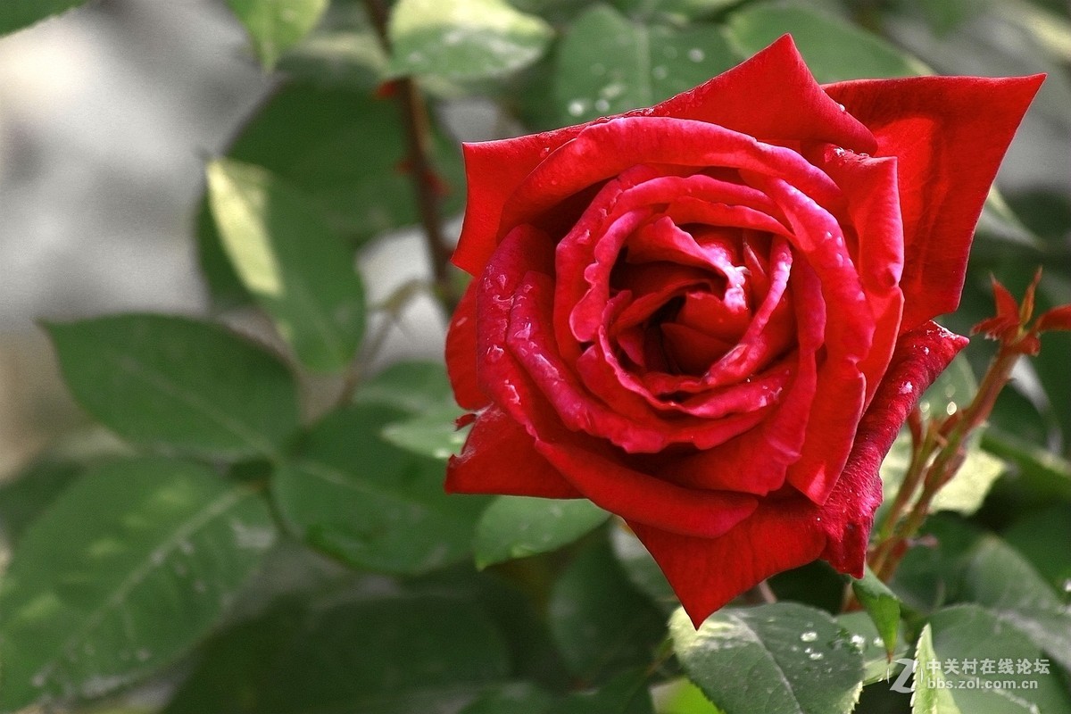 一组【火红月季】送上真诚祝贺，