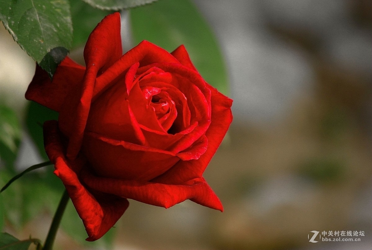 一组【火红月季】送上真诚祝贺，