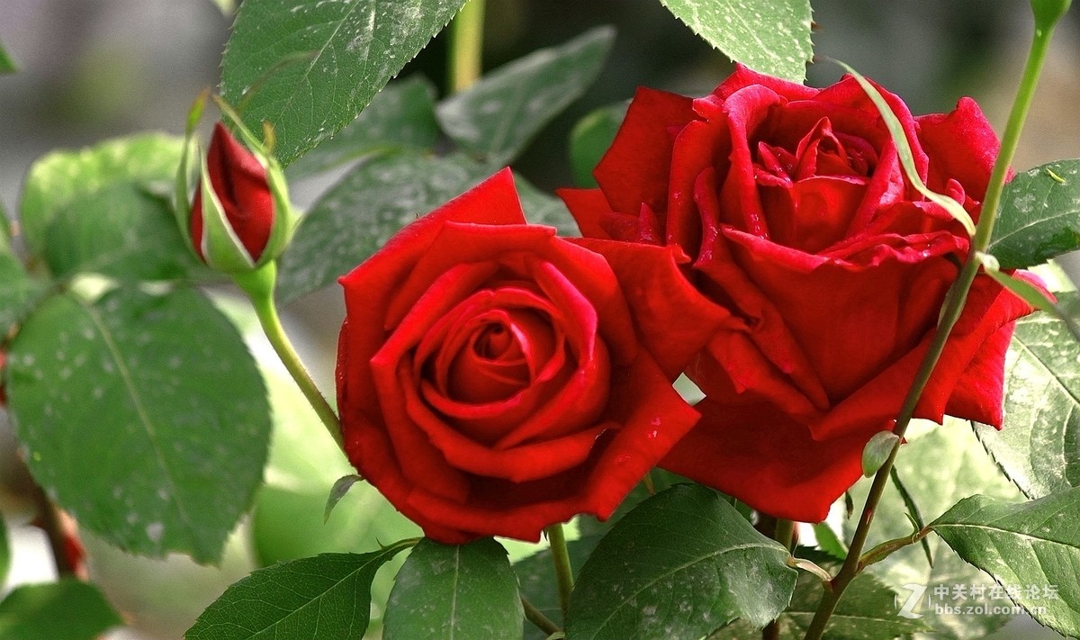 一组【火红月季】送上真诚祝贺，