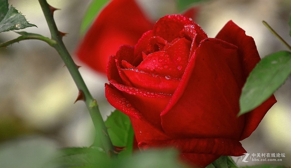 一组【火红月季】送上真诚祝贺，