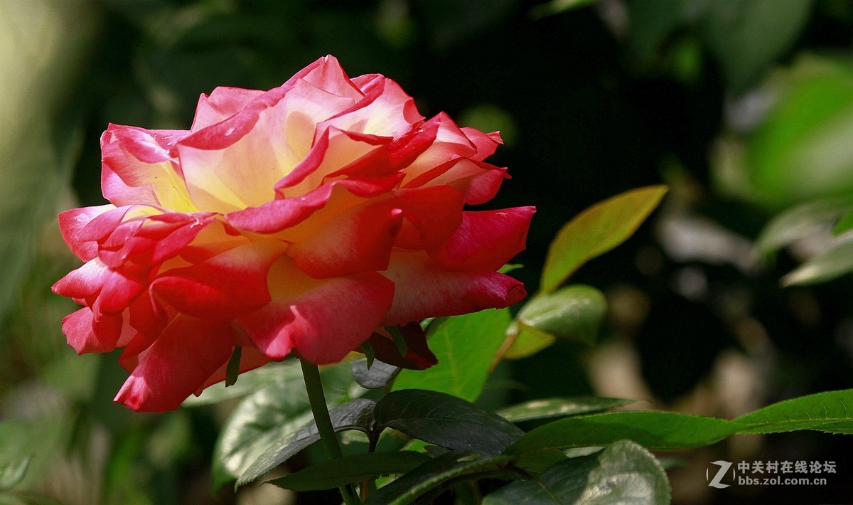 一组【火红月季】送上真诚祝贺，