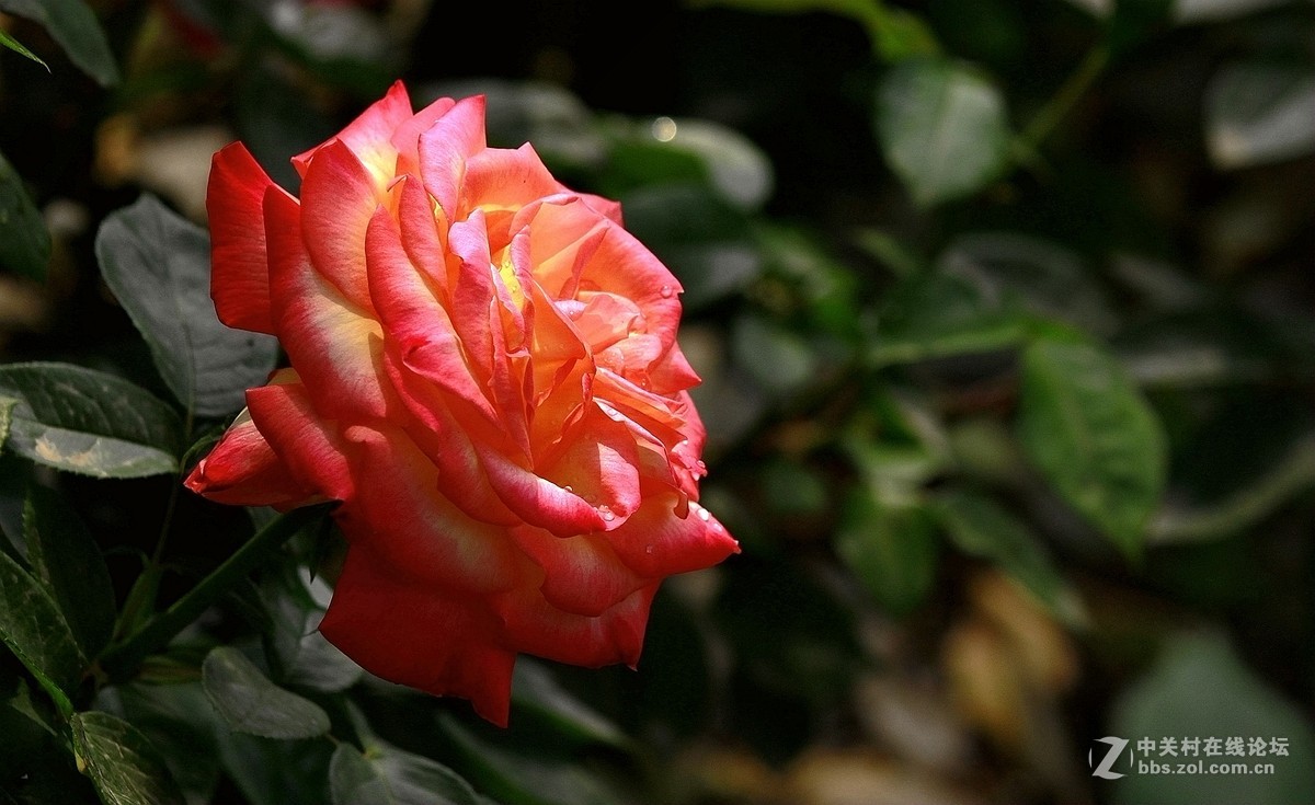 一组【火红月季】送上真诚祝贺，