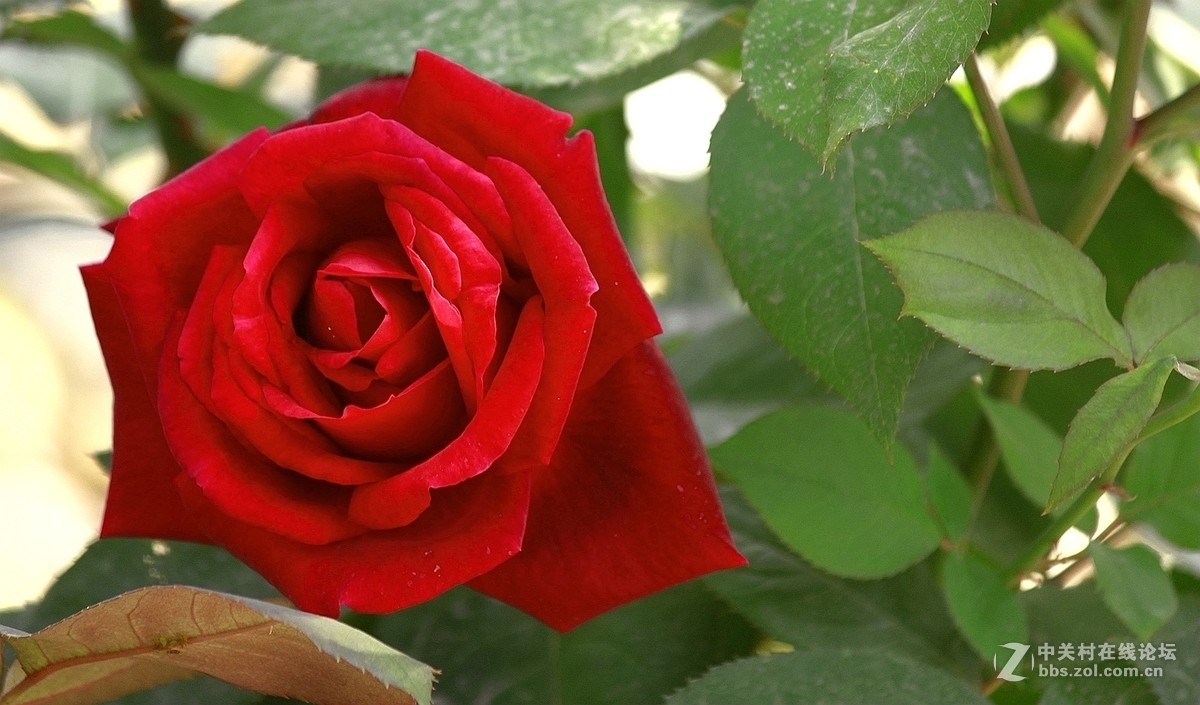 一组【火红月季】送上真诚祝贺，