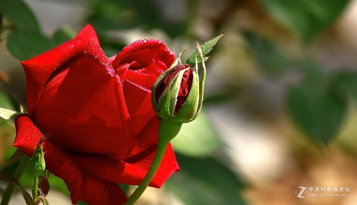 一组【火红月季】送上真诚祝贺，