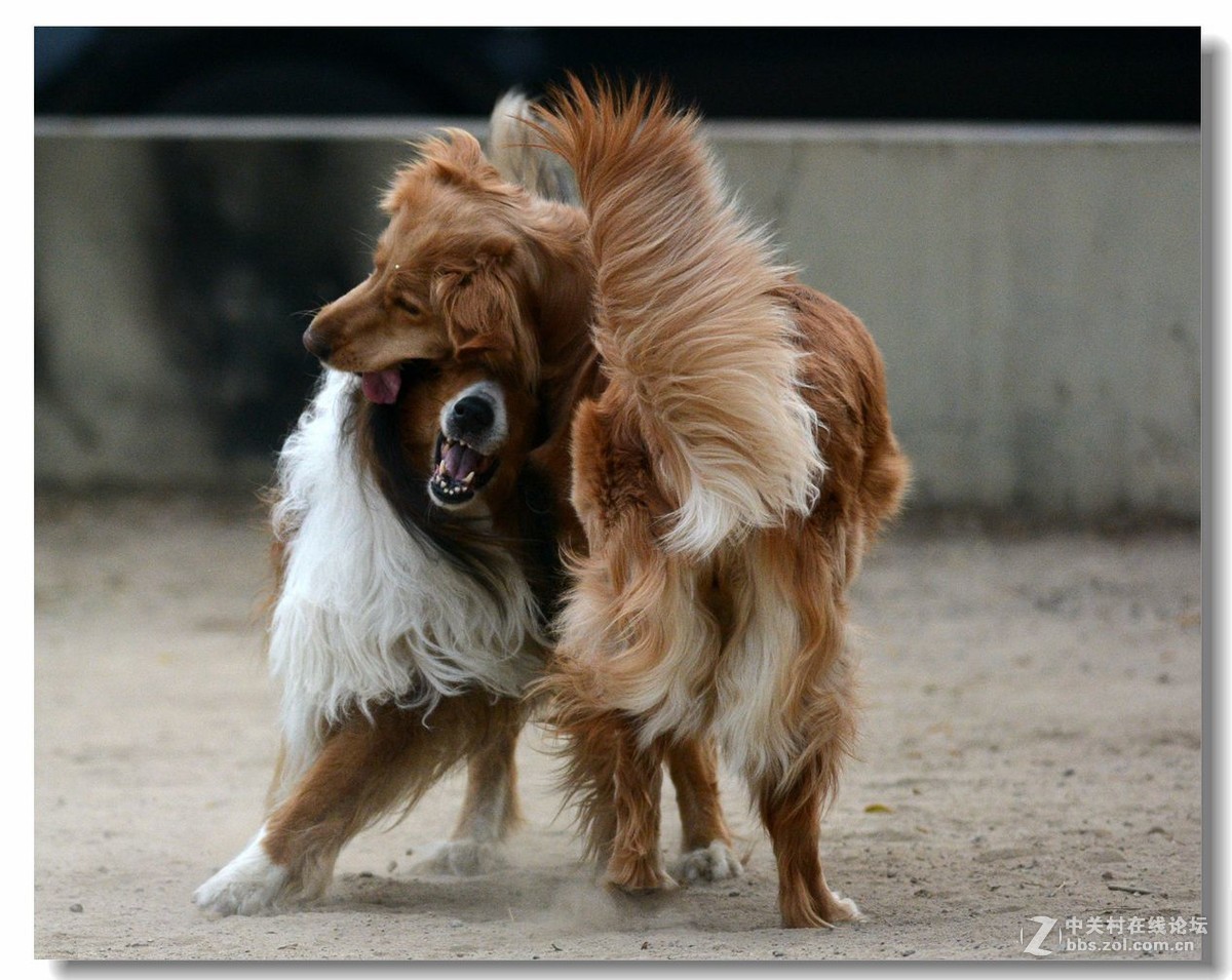 金毛大战牧羊犬