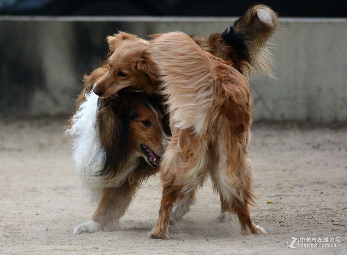 金毛大战牧羊犬
