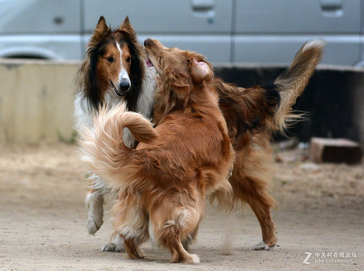金毛大战牧羊犬
