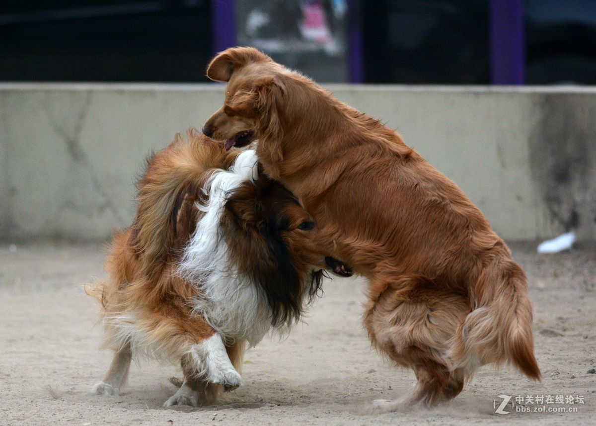 金毛大战牧羊犬