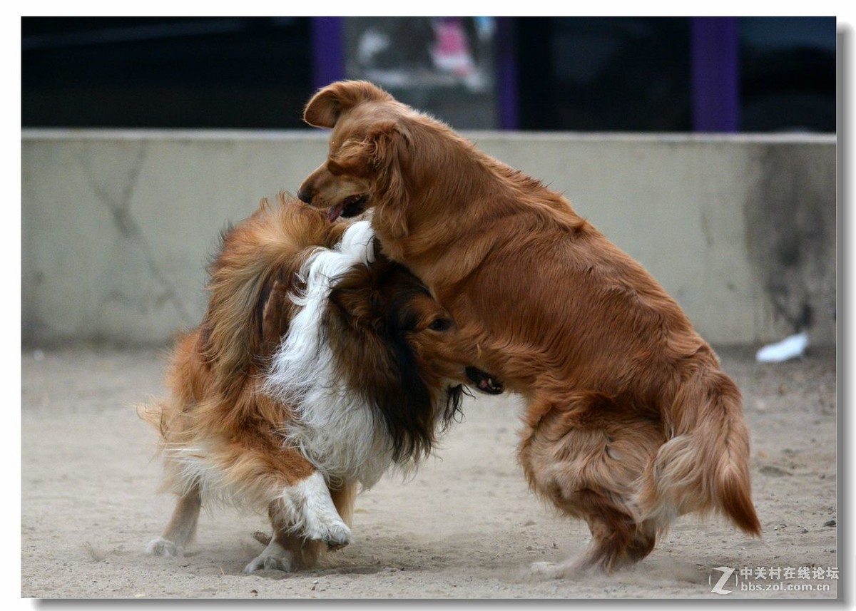 金毛大战牧羊犬