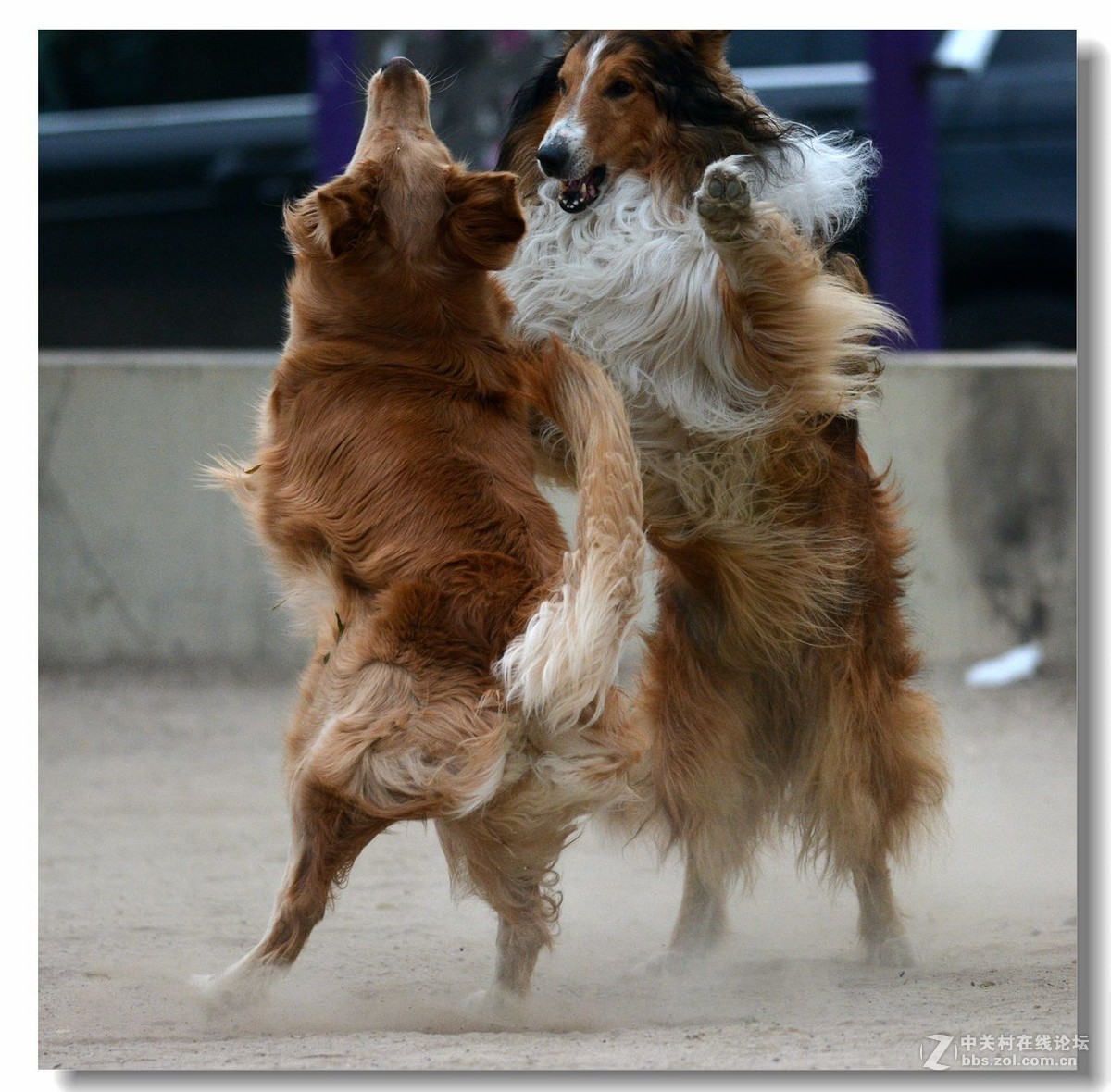 金毛大战牧羊犬