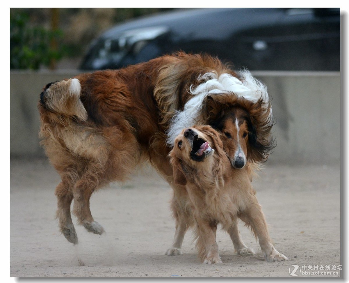金毛大战牧羊犬