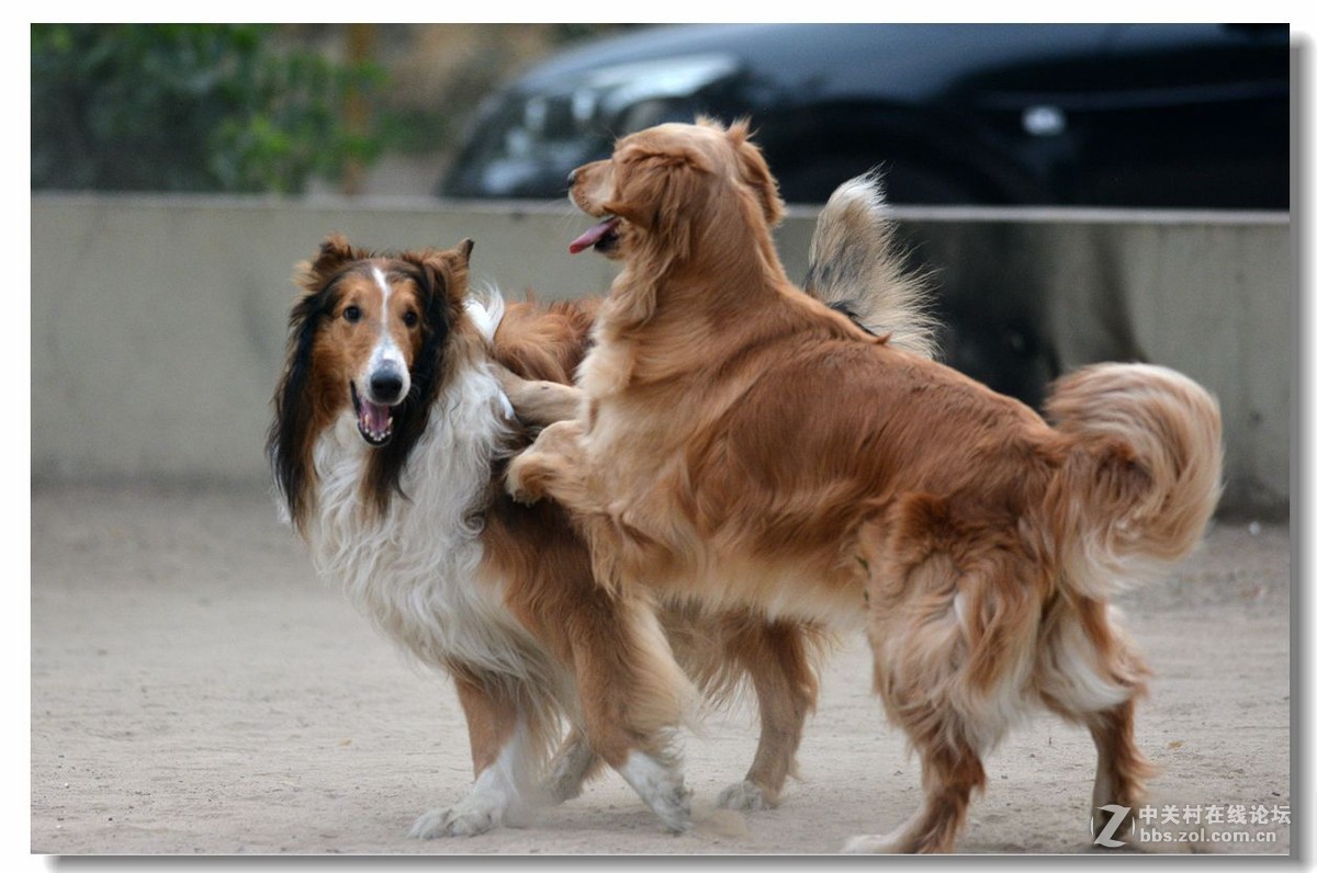 金毛大战牧羊犬