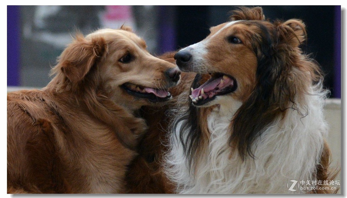 金毛大战牧羊犬