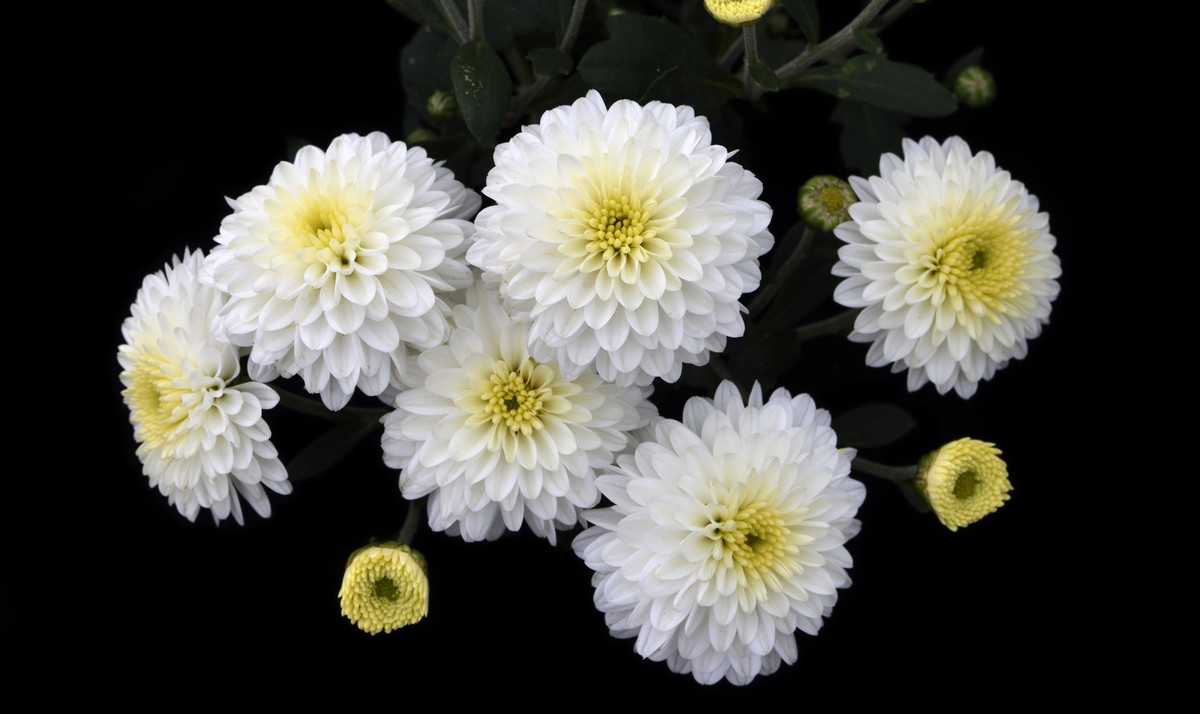 看穿浮尘看透世界看清佳人一组清纯的白色小菊花