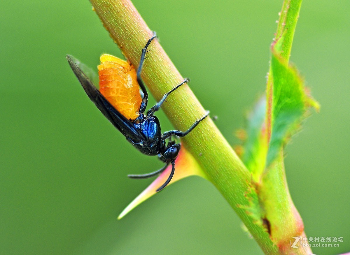 #版主坐堂# 2017年10月份微距星空(中国)优秀作品汇编