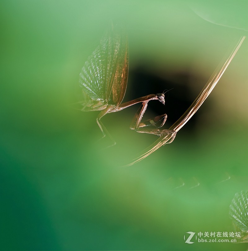 #版主坐堂# 2017年10月份微距星空(中国)优秀作品汇编