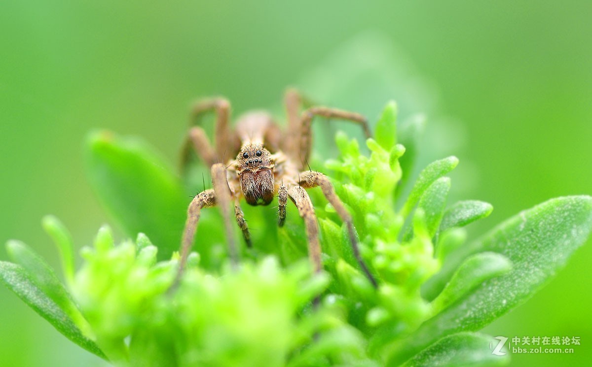 #版主坐堂# 2017年10月份微距星空(中国)优秀作品汇编