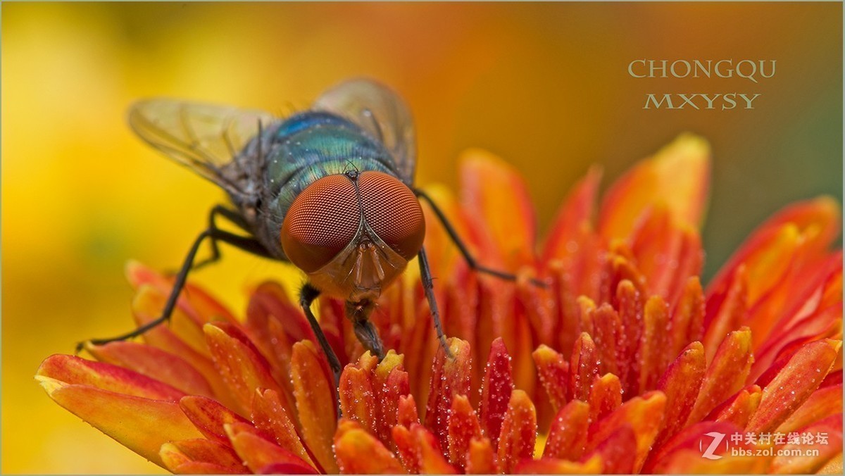 #版主坐堂# 2017年10月份微距星空(中国)优秀作品汇编