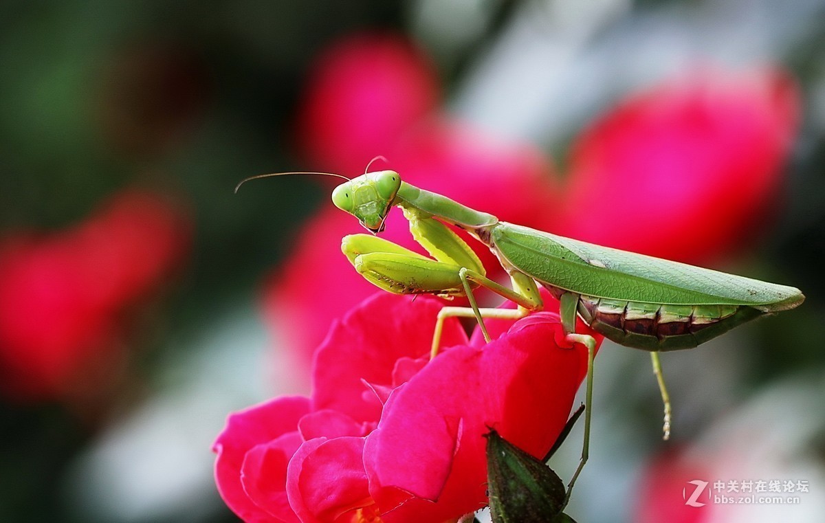 #版主坐堂# 2017年10月份微距星空(中国)优秀作品汇编