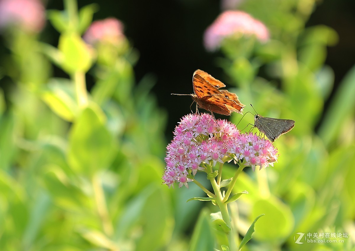 #版主坐堂# 2017年10月份微距星空(中国)优秀作品汇编