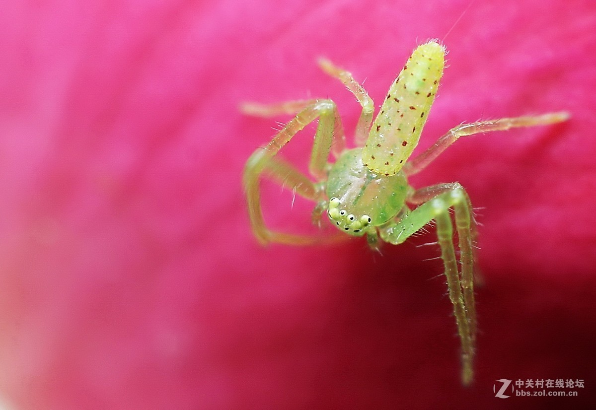 #版主坐堂# 2017年10月份微距星空(中国)优秀作品汇编