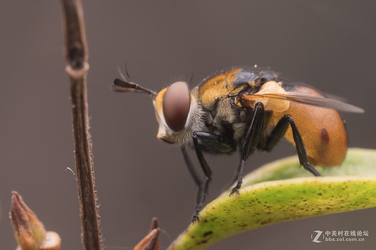 #版主坐堂# 2017年10月份微距星空(中国)优秀作品汇编