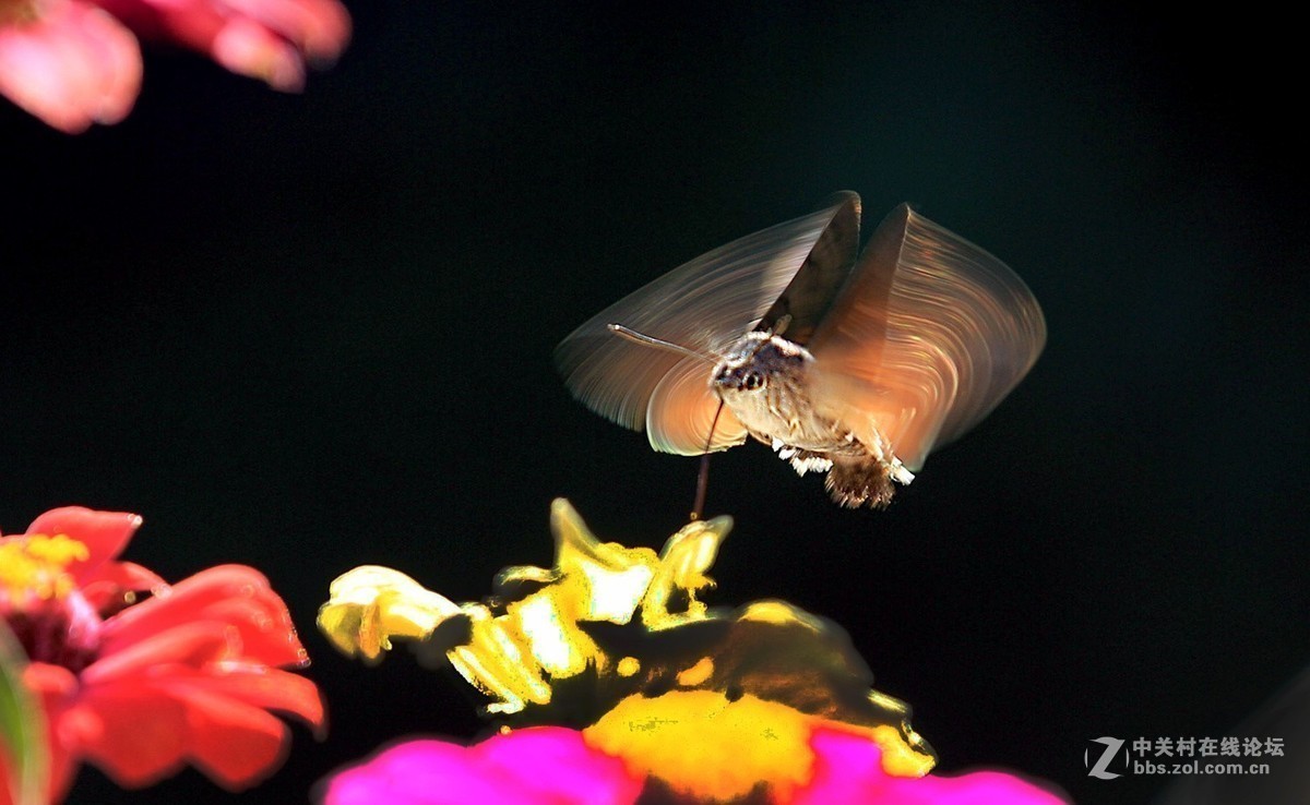 #版主坐堂# 2017年10月份微距星空(中国)优秀作品汇编