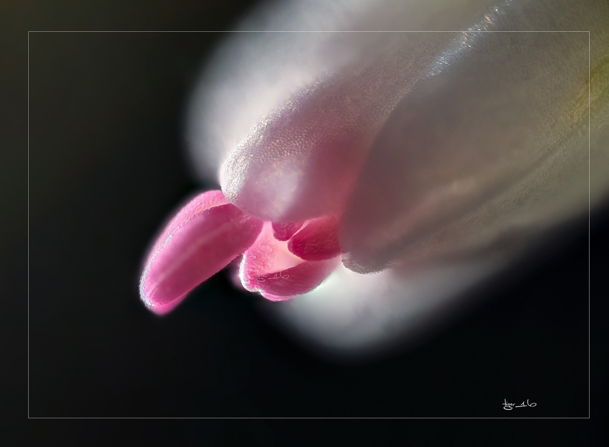 #版主坐堂# 2017年10月份微距星空(中国)优秀作品汇编