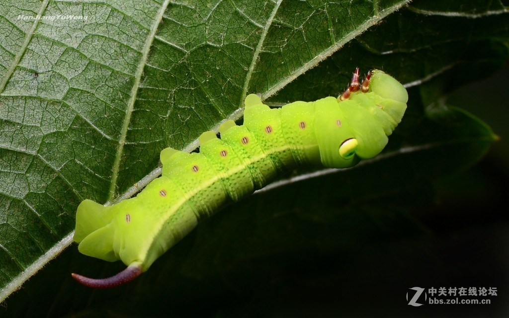 #版主坐堂# 2017年10月份微距星空(中国)优秀作品汇编