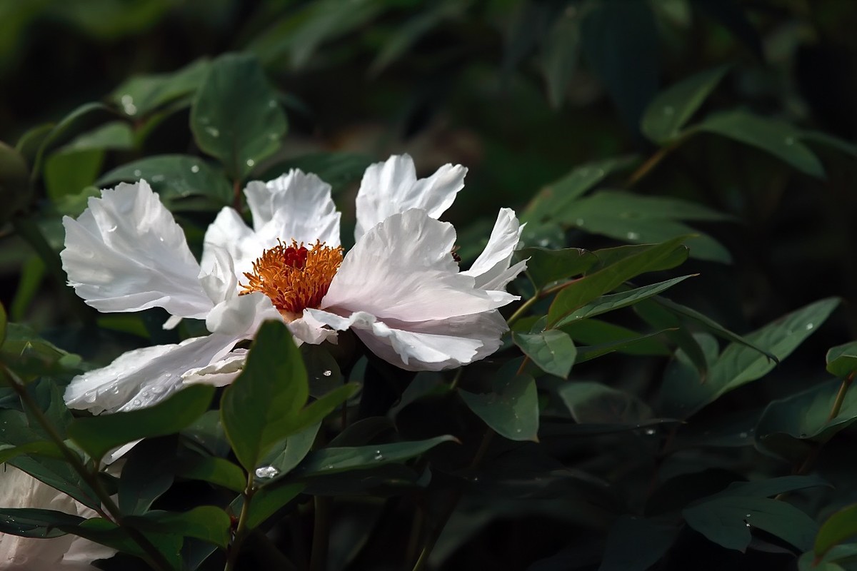 潞王陵牡丹20172