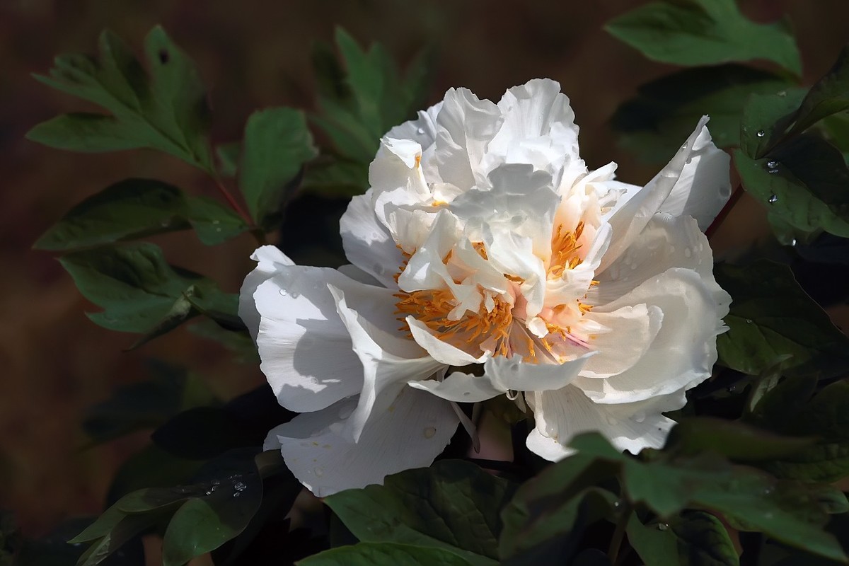 潞王陵牡丹20172