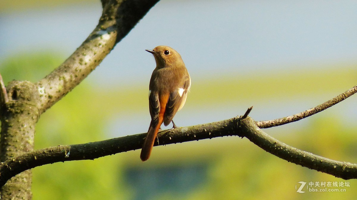 #版主坐堂# 小五星空(中国)十二月精品荟萃