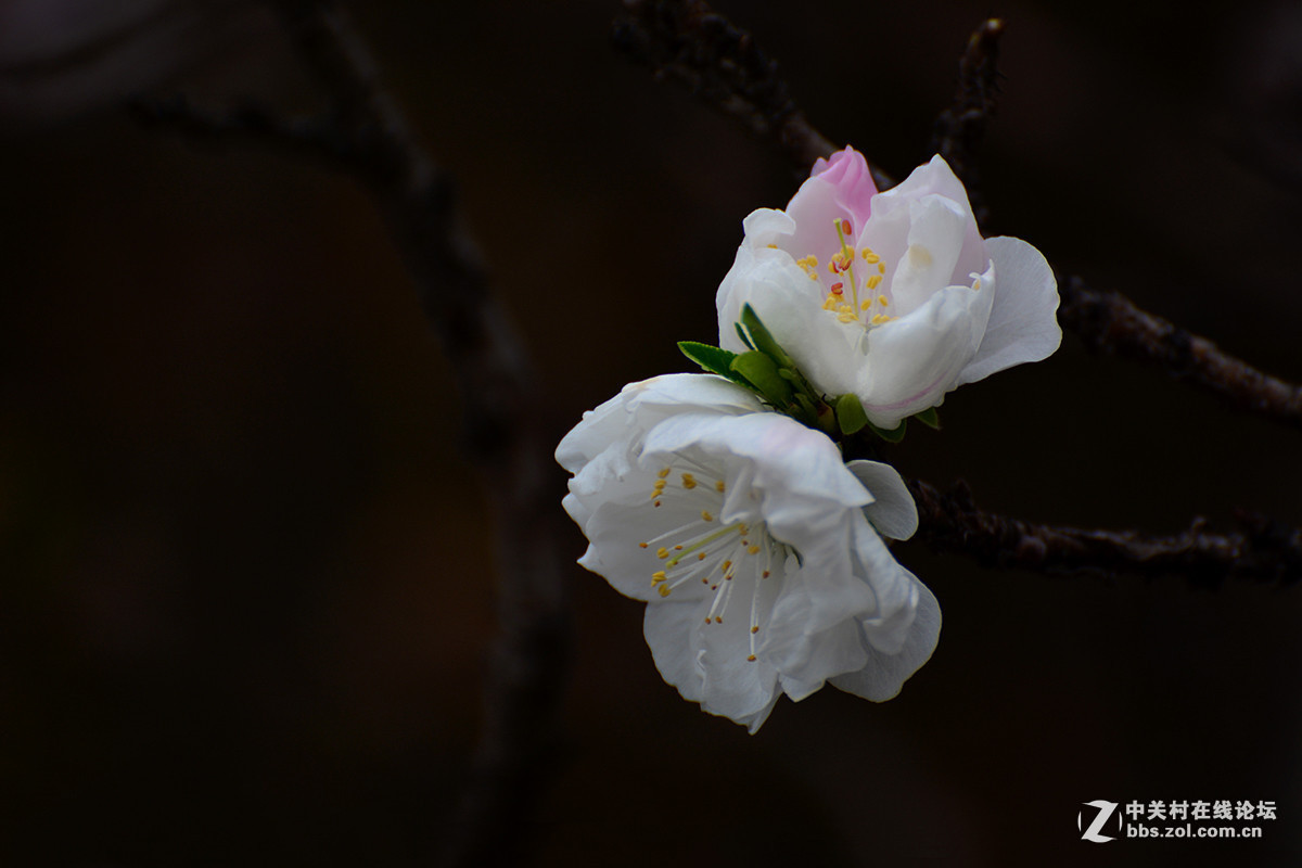 #版主坐堂# 小五星空(中国)十二月精品荟萃