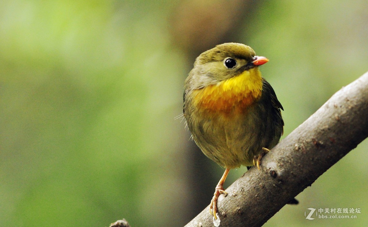 红嘴小鸟------相思鸟