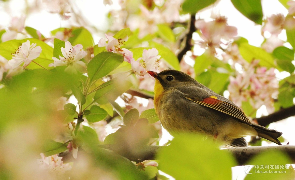 红嘴小鸟------相思鸟