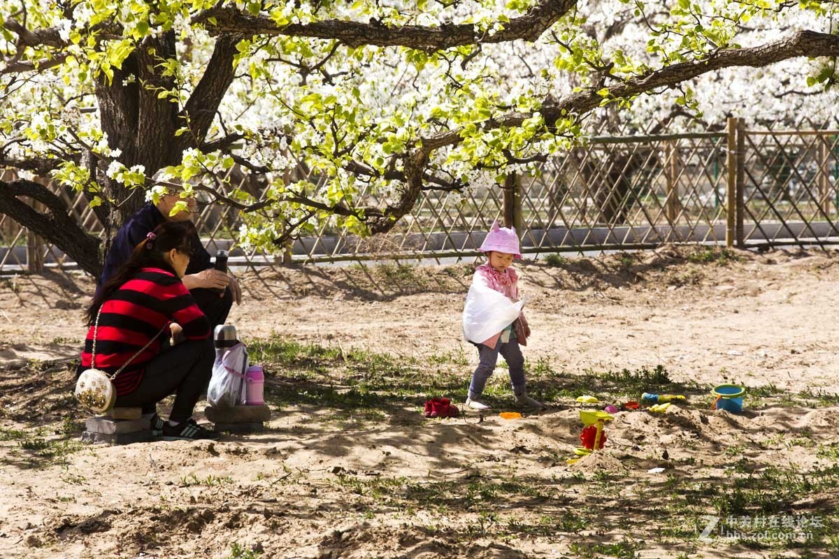 #ZOL月赛-四月物语#—又见梨花开
