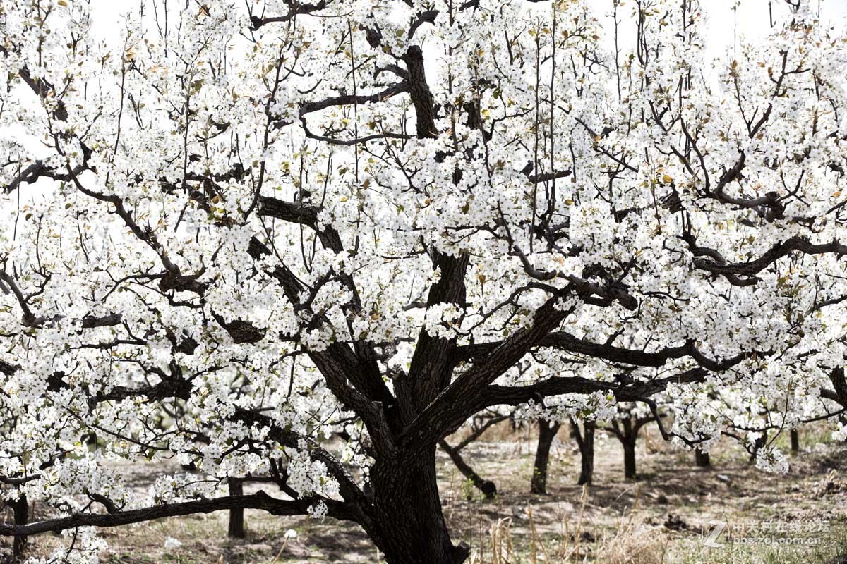 #ZOL月赛-四月物语#—又见梨花开