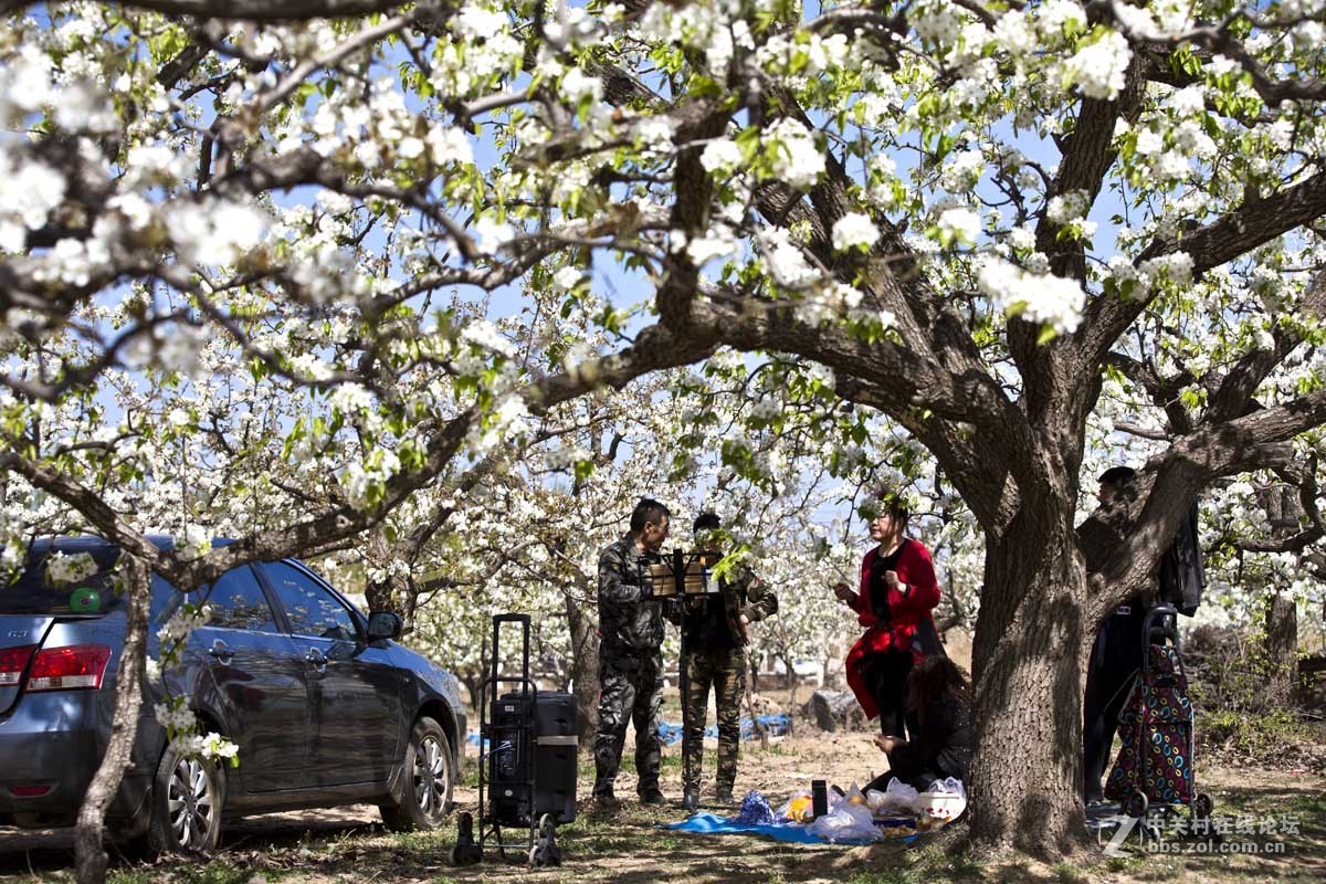 #ZOL月赛-四月物语#—又见梨花开