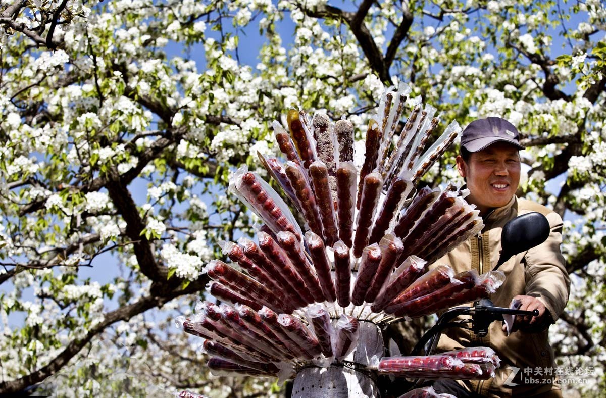 #ZOL月赛-四月物语#—又见梨花开