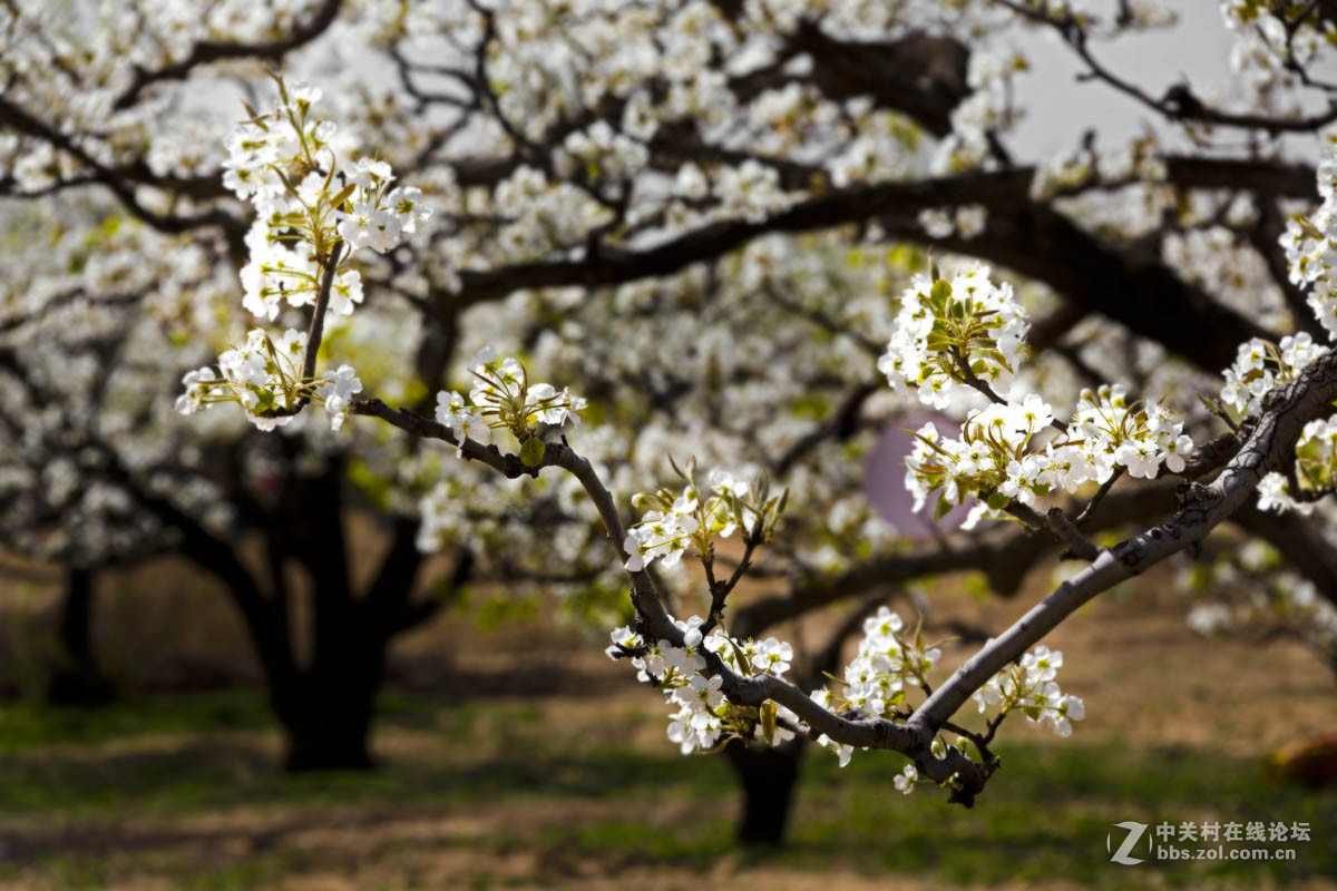 #ZOL月赛-四月物语#—又见梨花开