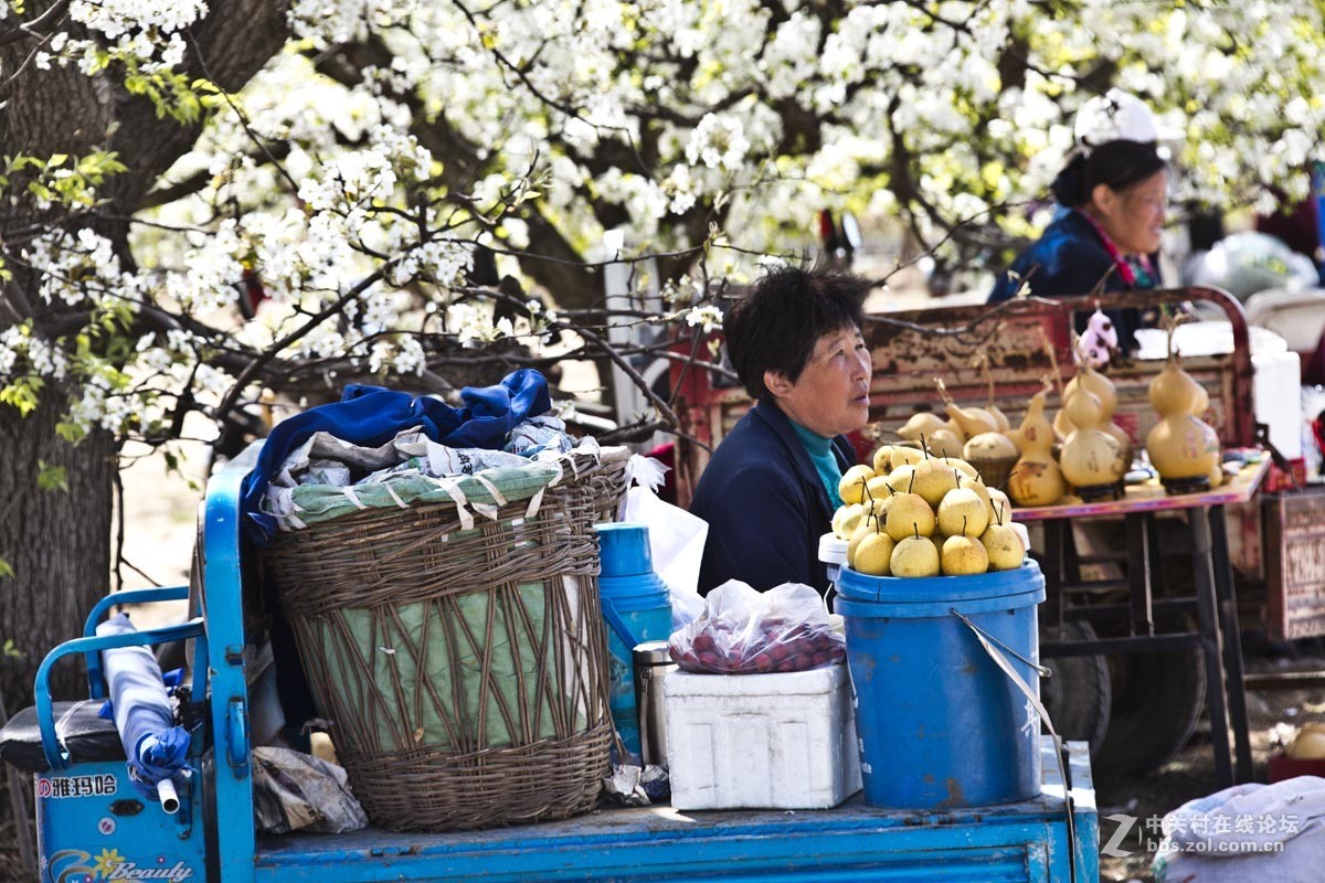 #ZOL月赛-四月物语#—又见梨花开